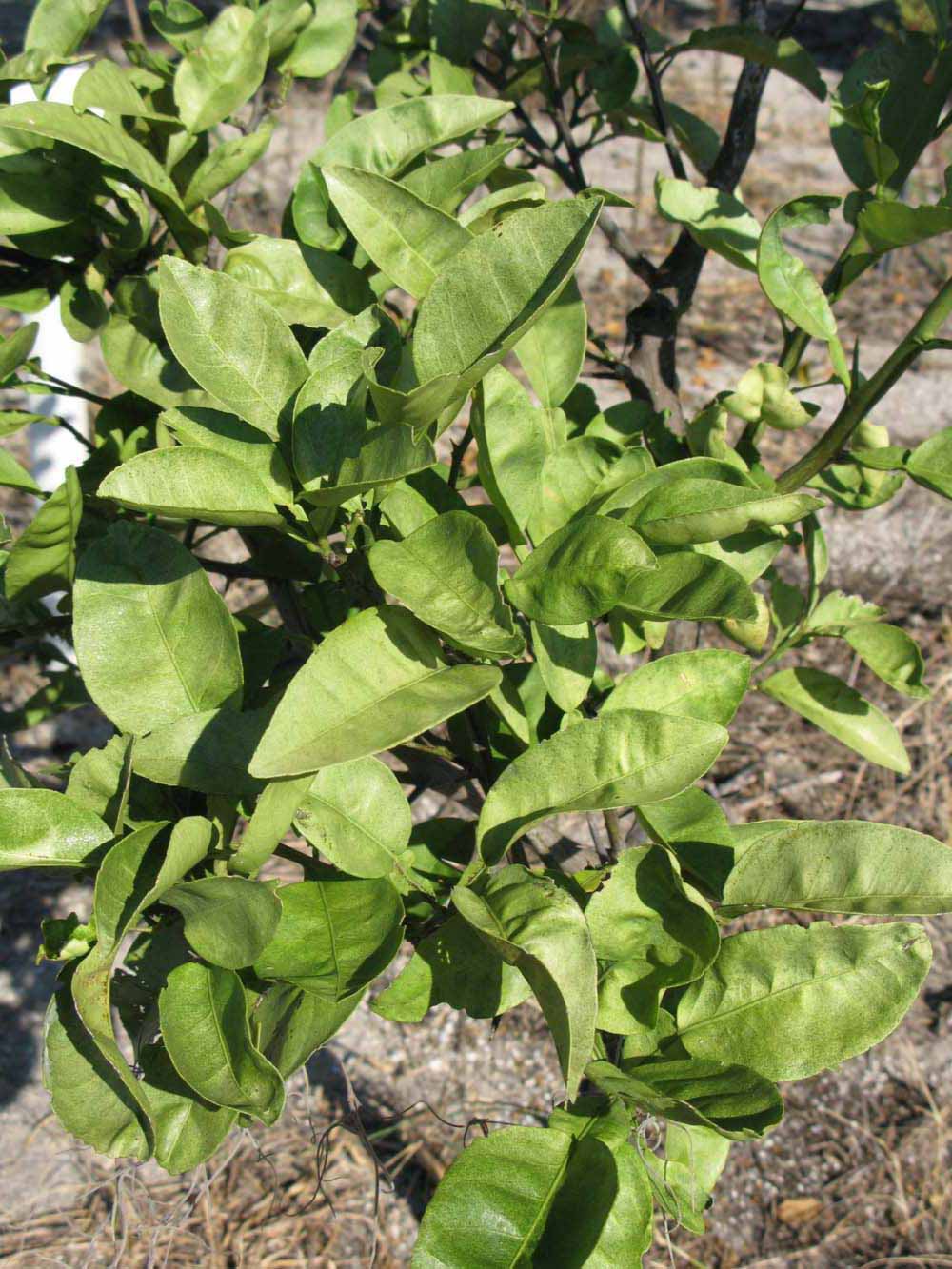              Sun leaves (Winter Haven, FL)       